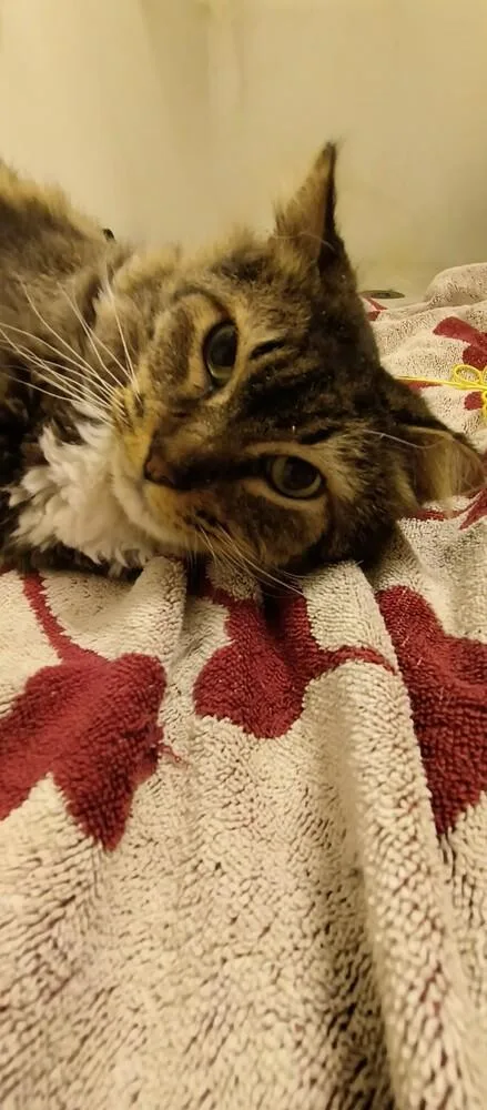 Lowestine thumbnail 4