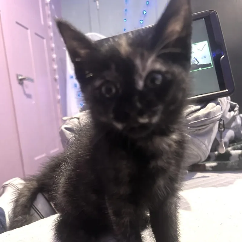 A baby small-sized female Tortoiseshell Domestic Short Hair cat named Rudy Tooty for adoption in Fredericksburg, VA