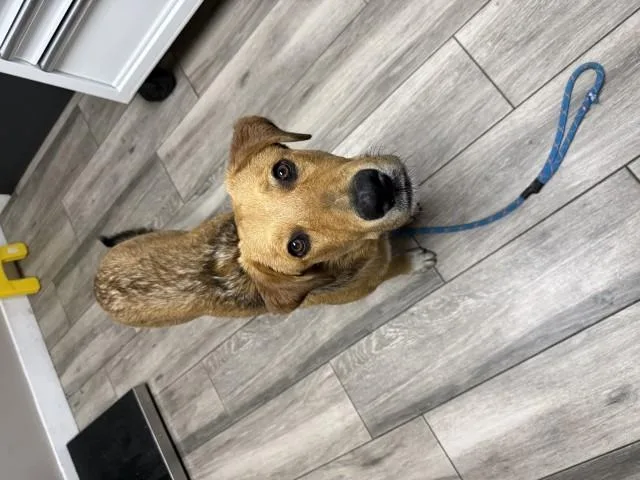 A baby small-sized male Labrador Retriever dog named Cooper for adoption in Redlands, CA