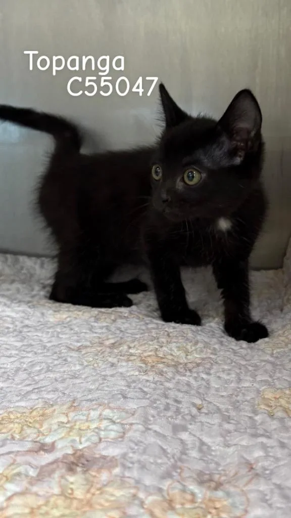 A baby medium-sized female Domestic Short Hair cat named Topanga for adoption in Clarksville, TN