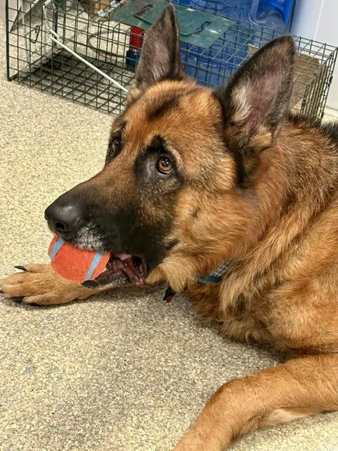 An adult large-sized male Brown / Chocolate German Shepherd Dog dog named Jack Zuko for adoption in East Hartland, CT
