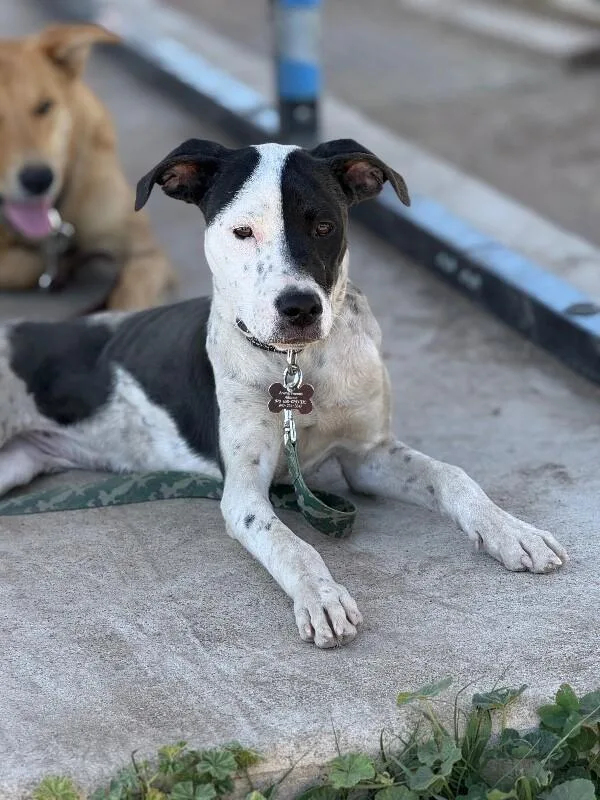 An adult medium-sized female White / Cream Mixed Breed dog named Dippin Dots for adoption in Fort Collins, CO