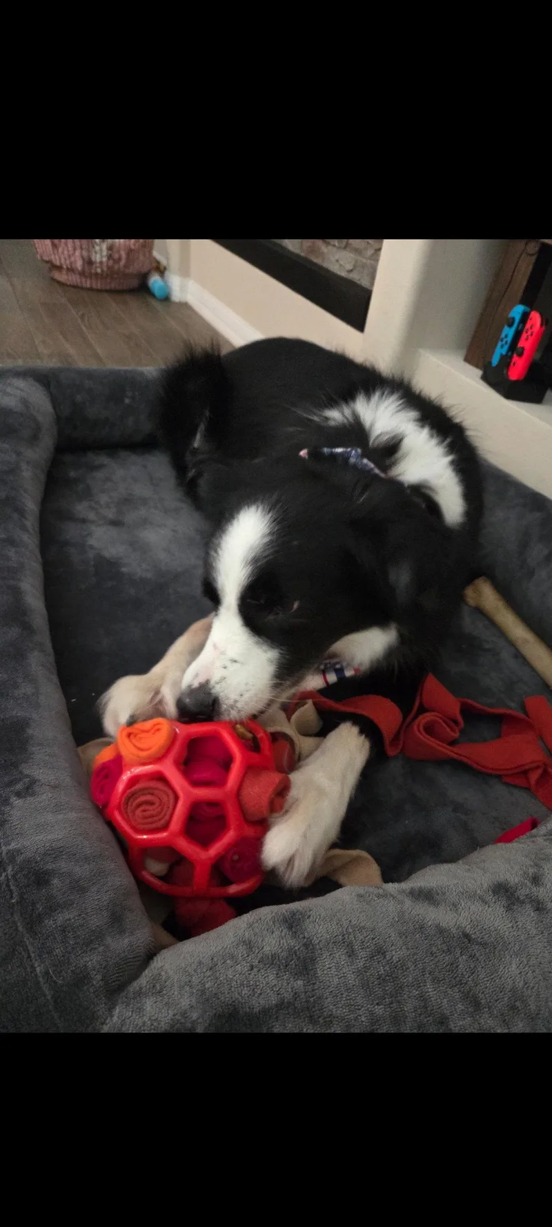 An adult medium-sized female Border Collie dog named Sadie for adoption in Sanford, FL
