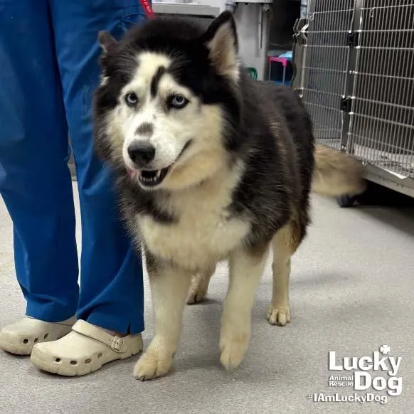 A young large-sized female Husky dog named Catalina for adoption in Washington, DC