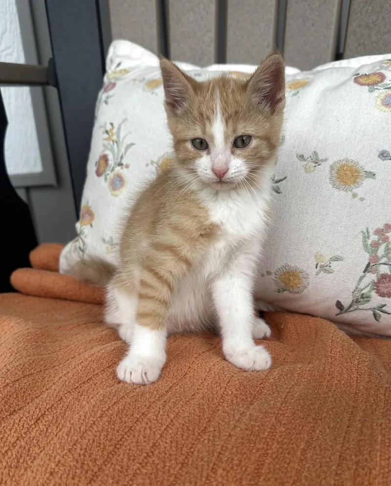 A baby medium-sized male Orange & White Domestic Medium Hair cat named Tag for adoption in Grand Haven, MI