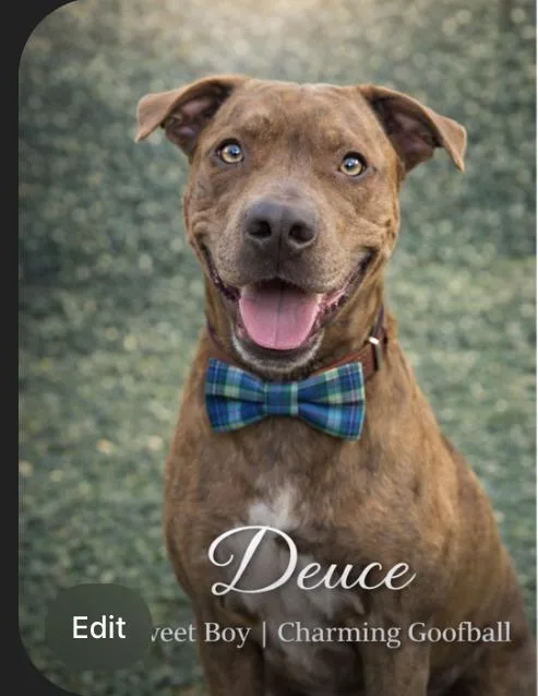 Waffles Mcgee thumbnail 2