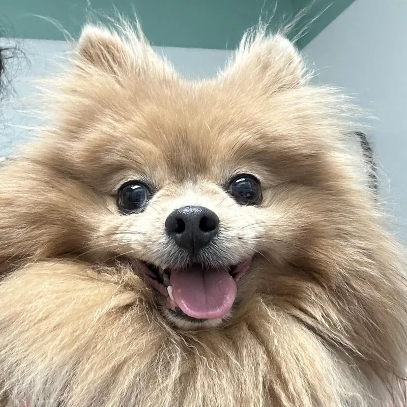 A senior small-sized female Red / Chestnut / Orange Pomeranian dog named Isabella for adoption in Columbiana, AL