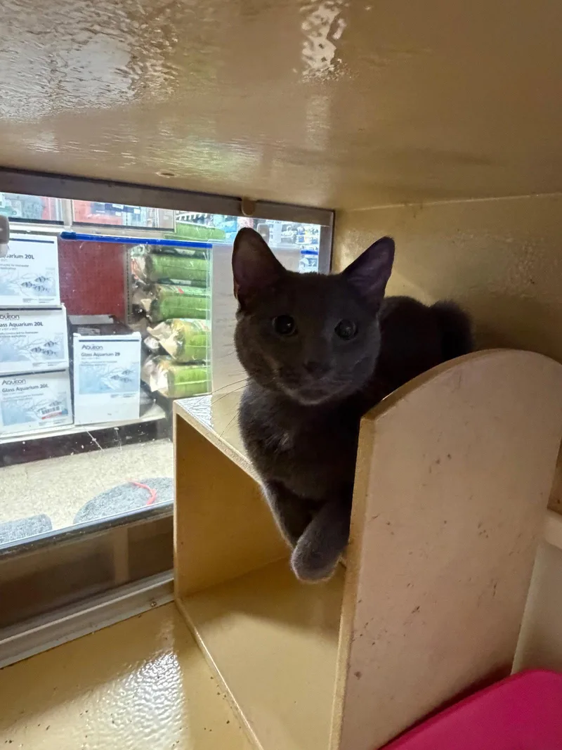 An adult medium-sized female Gray / Blue / Silver Domestic Short Hair cat named Stormy for adoption in Wheaton, IL