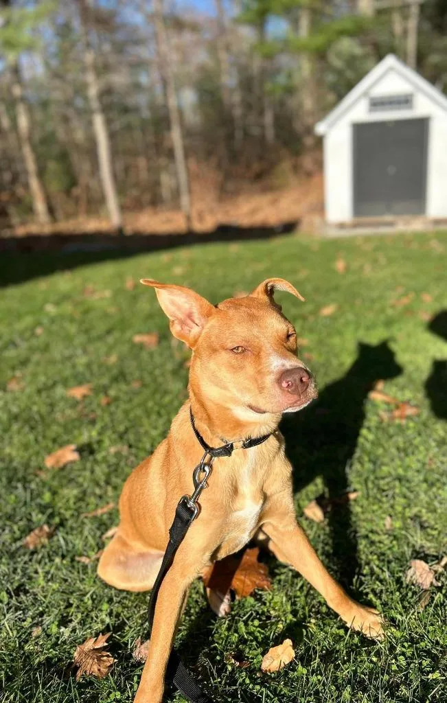 A young medium-sized male Carolina Dog dog named Marty for adoption in Gorham, ME
