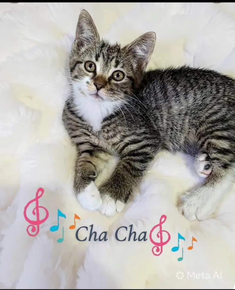 A baby medium-sized female Tabby cat named Cha Cha for adoption in Saginaw, MI