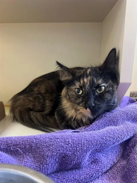 A young medium-sized female Domestic Short Hair cat named Flor for adoption in Thousand Palms, CA