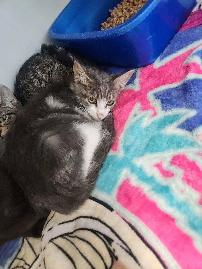 A young small-sized male Gray / Blue / Silver Domestic Short Hair cat named Kion for adoption in Kingman, AZ