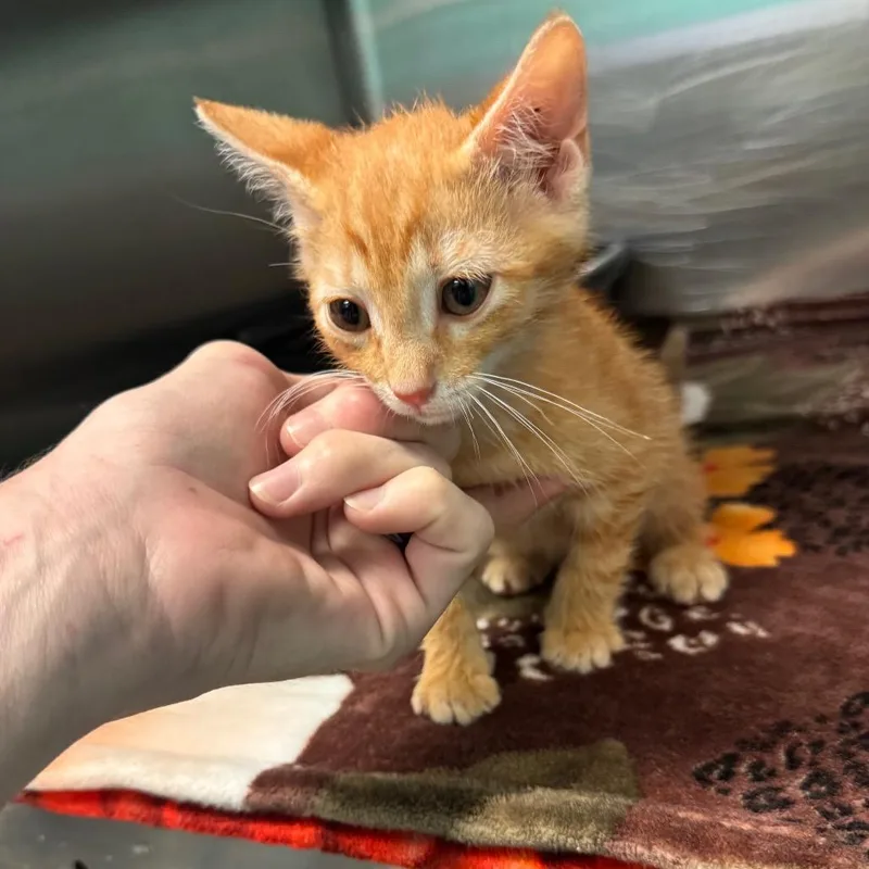 A baby small-sized male Orange / Red Domestic Short Hair cat named Lukas for adoption in Lake Jackson, TX