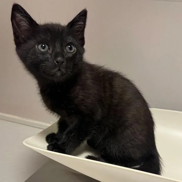 A baby medium-sized male Domestic Short Hair cat named Luke for adoption in Oakland, CA