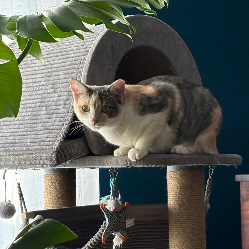 A young small-sized female Calico Domestic Short Hair cat named Lulu for adoption in PITTSBURGH, PA