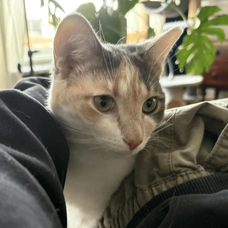 Lulu thumbnail 3