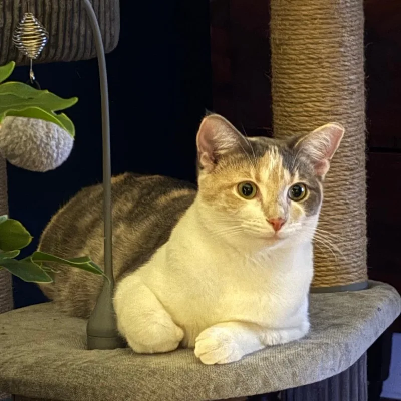 Lulu thumbnail 4
