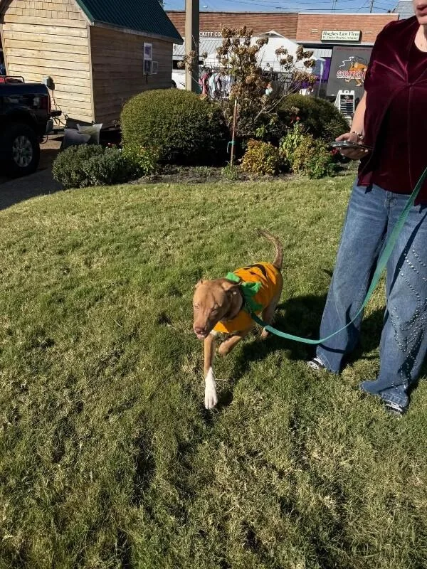 A young medium-sized male Mixed Breed dog named Whiskey for adoption in Alamo, TN