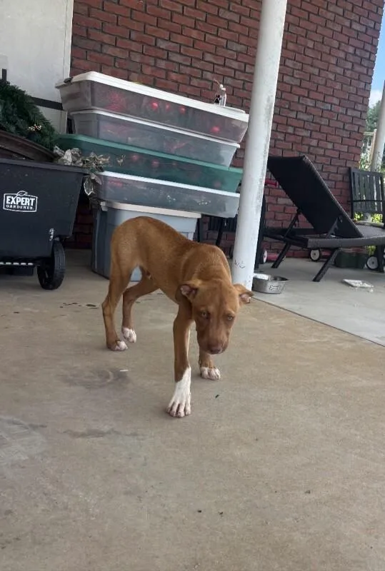 Whiskey thumbnail 4