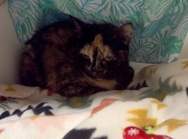 A young small-sized female Domestic Short Hair cat named Whiskers for adoption in Reisterstown, MD