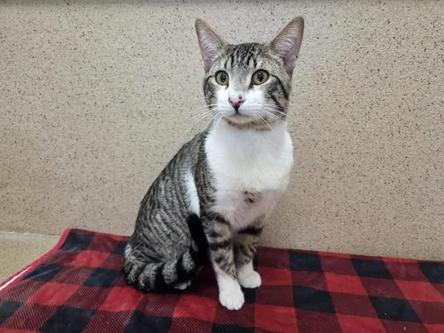 A young small-sized male Domestic Short Hair cat named Bowie for adoption in Sacramento, CA