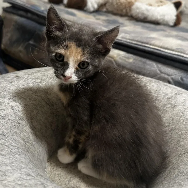 A baby small-sized female Tortoiseshell Domestic Short Hair cat named Echo for adoption in Ashland, OR