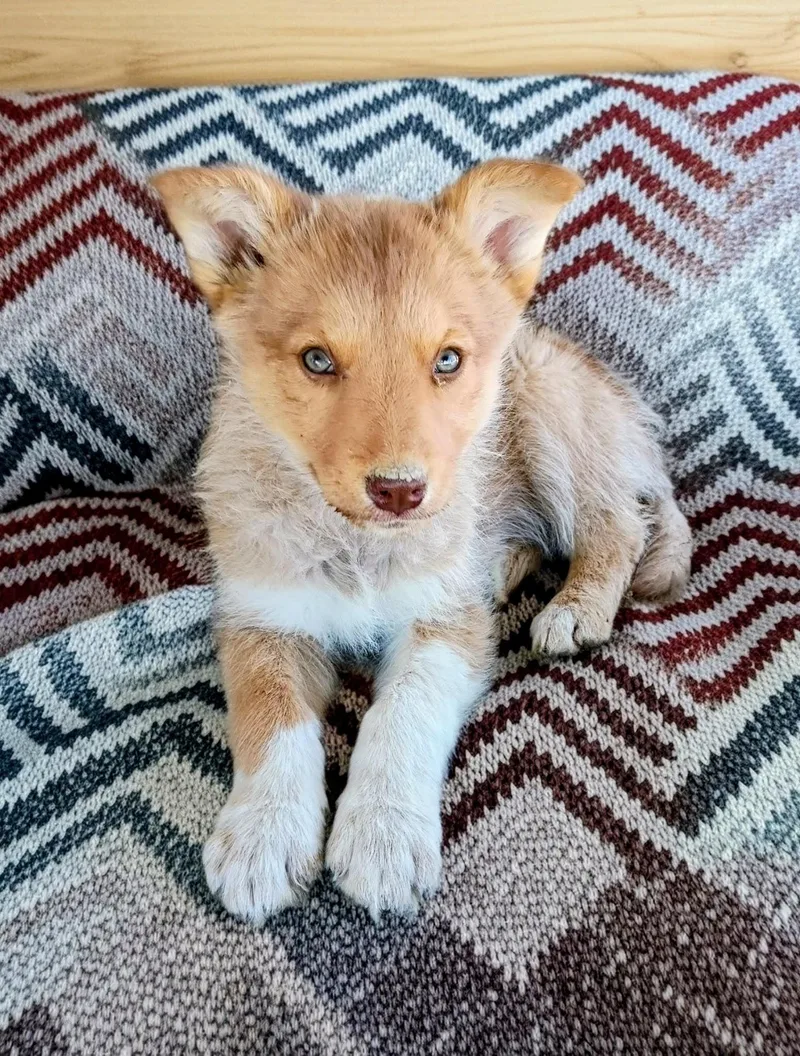 Lolita