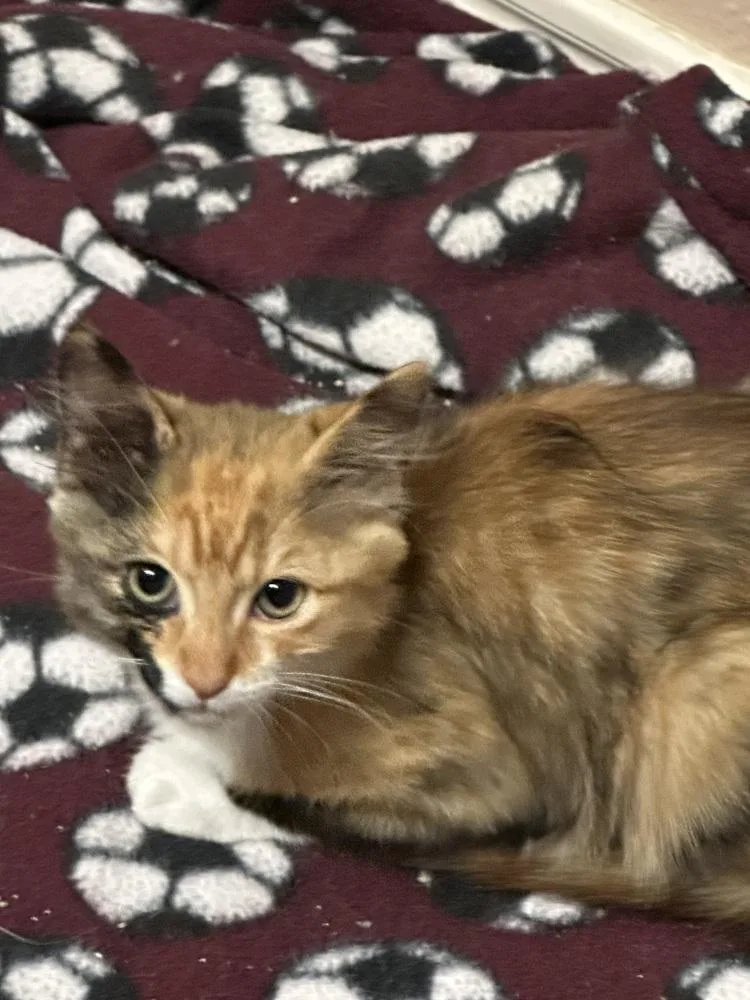 Cleocatra