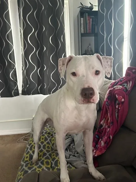 A baby medium-sized female White / Cream Pit Bull Terrier dog named Rosie for adoption in Leverett, MA