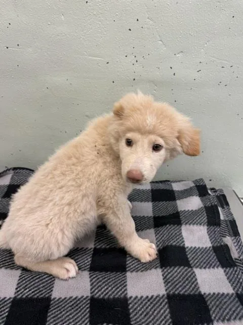 A baby small-sized male Great Pyrenees dog named Bran for adoption in Houston, TX