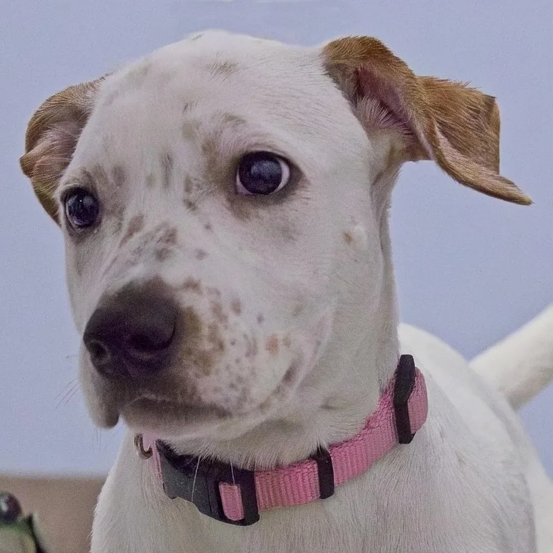 A baby medium-sized female Terrier dog named Pebbles for adoption in South Elgin, IL