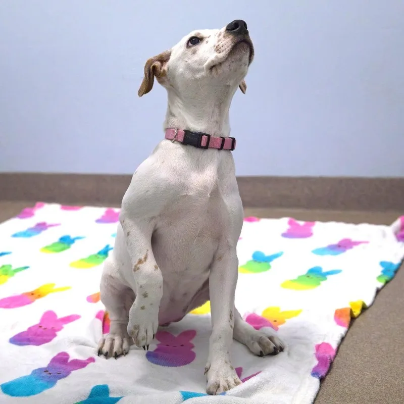 Pebbles thumbnail 2