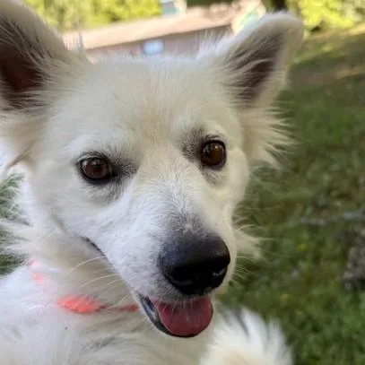 An adult small-sized female White / Cream American Eskimo Dog dog named Pearl for adoption in Phoenixville, PA