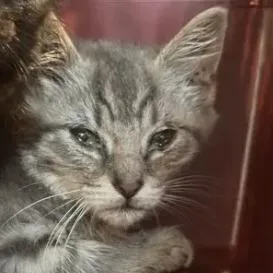 A baby small-sized female Gray / Blue / Silver Domestic Short Hair cat named Decker for adoption in Lynchburg, VA