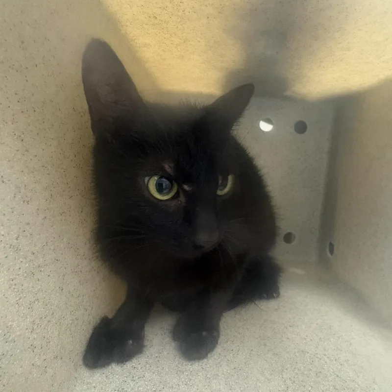 A young medium-sized female Black Domestic Short Hair cat named Fractious Paige for adoption in Columbiana, AL