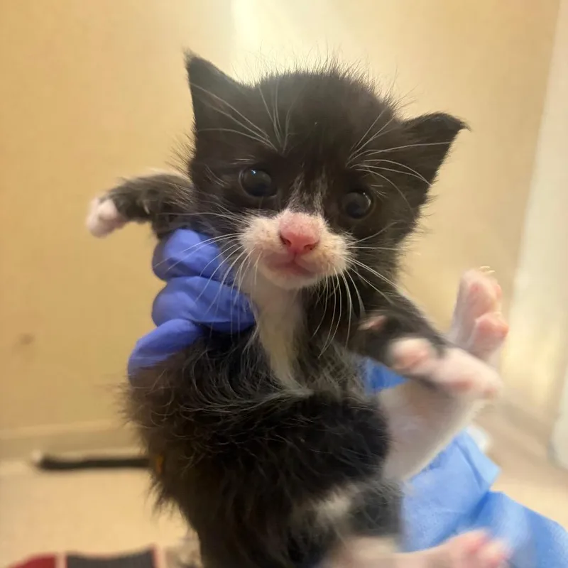 A baby small-sized female Black Domestic Short Hair cat named Robin for adoption in Pekin, IL