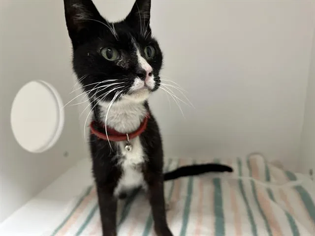 An adult small-sized male Domestic Short Hair cat named Ethan for adoption in Ontario, CA