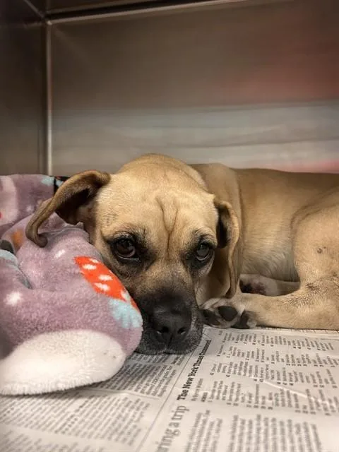 A young small-sized female Beagle dog named Slinky for adoption in Riverside, CA