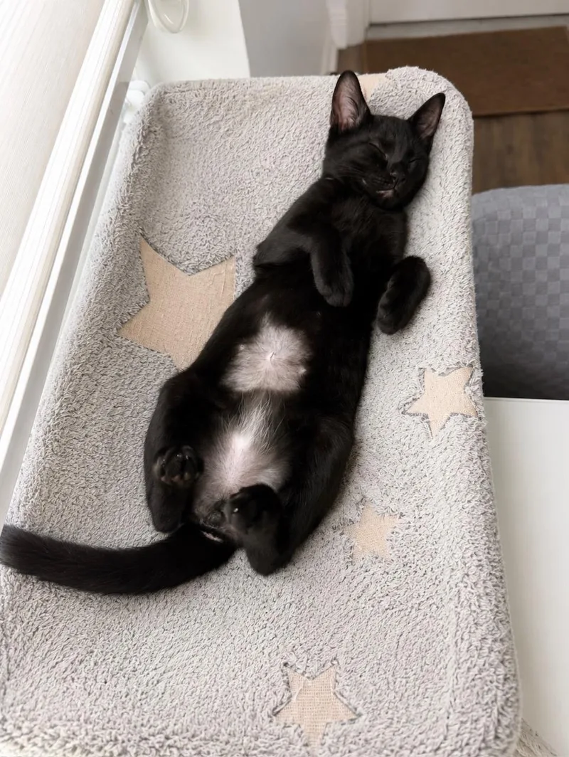 A baby medium-sized male Black Domestic Short Hair cat named Scribble for adoption in Homestead, FL