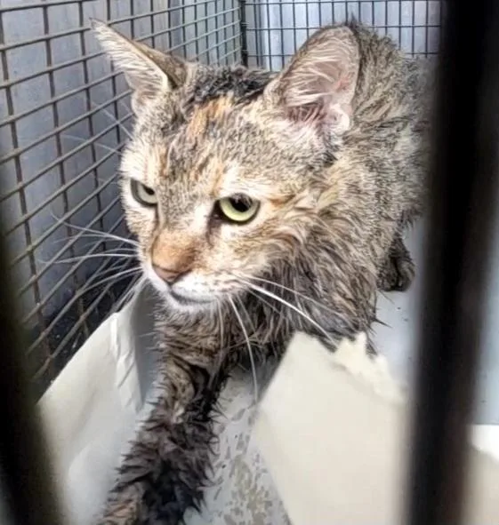 A young medium-sized female Domestic Short Hair cat named Annette for adoption in San Antonio, TX