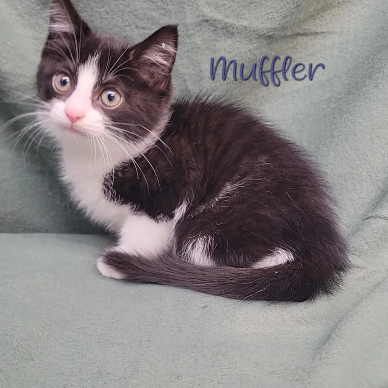 A baby small-sized male Black Domestic Short Hair cat named Muffler for adoption in Parkersburg, WV