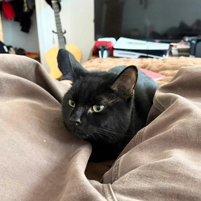 An adult medium-sized male Black Domestic Short Hair cat named Machi Koro for adoption in Brooklyn, NY