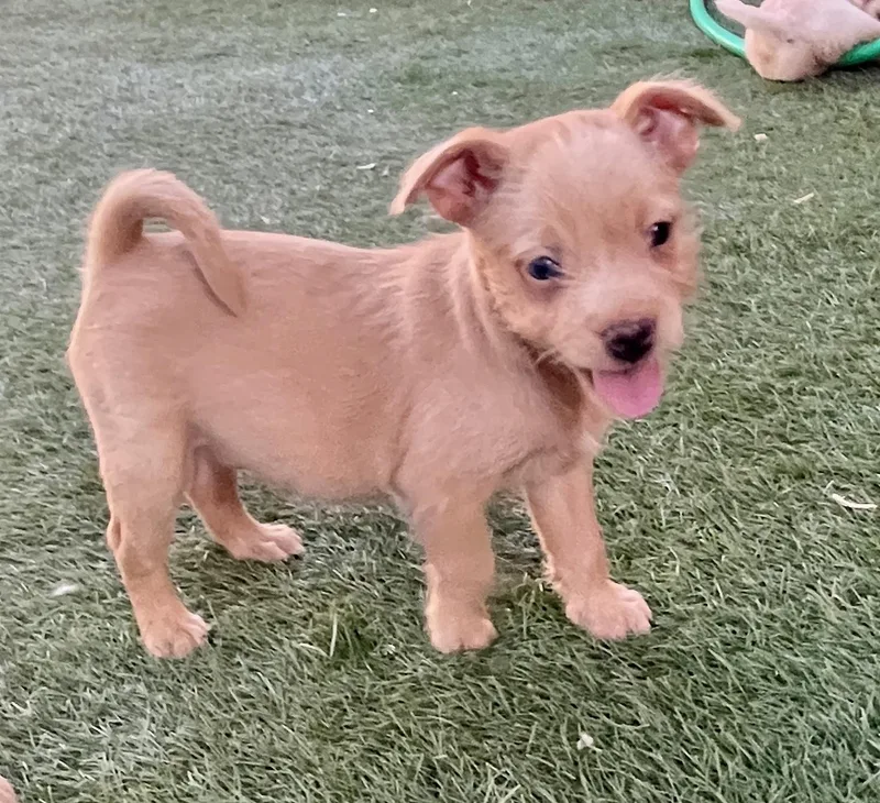 A baby small-sized male Terrier dog named Finley for adoption in El Cajon, CA