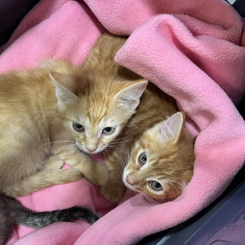 A baby small-sized male Orange / Red Domestic Short Hair cat named Carl for adoption in Temecula, CA