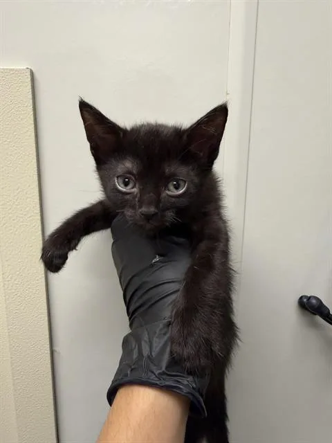 A baby small-sized female Domestic Short Hair cat named Skipper for adoption in Ontario, CA