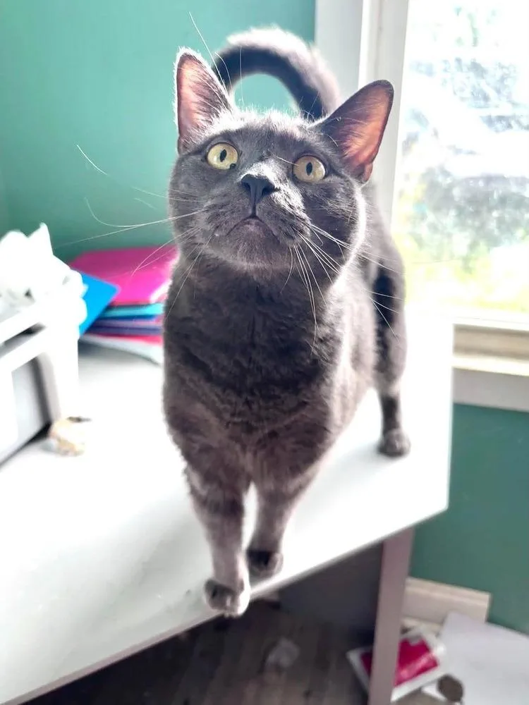 An adult medium-sized female Domestic Short Hair cat named Melody for adoption in Milton, DE