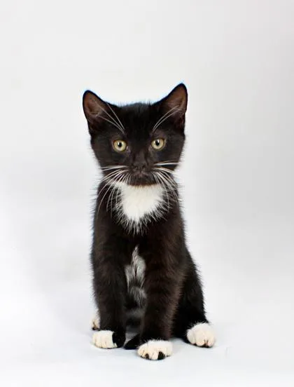 A baby small-sized male Domestic Short Hair cat named Jax for adoption in Morton Grove, IL