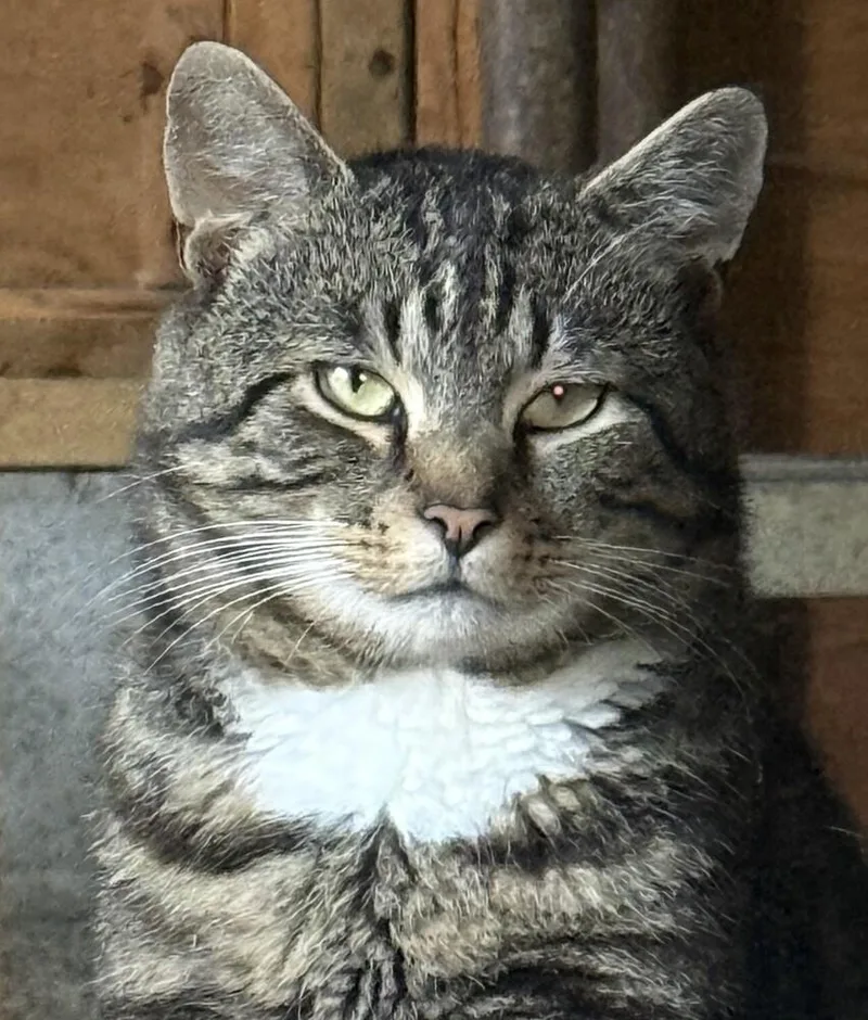 An adult large-sized male Domestic Short Hair cat named Otie for adoption in Southbury, CT