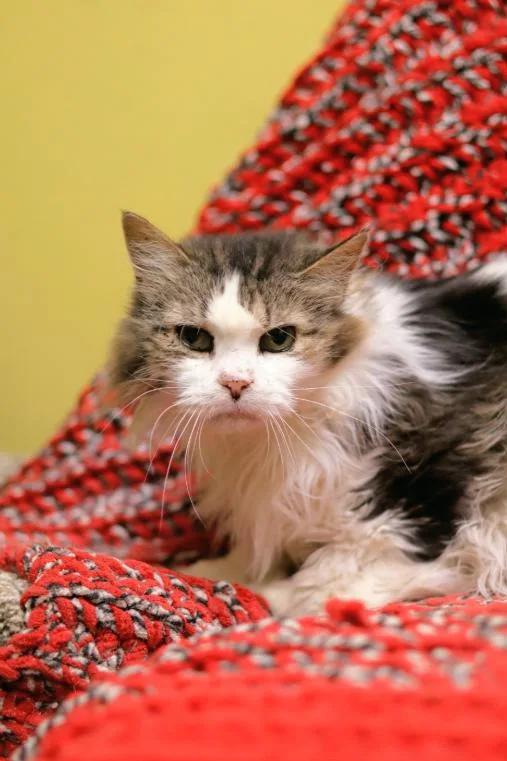 A senior medium-sized female Domestic Long Hair cat named Elston for adoption in Chicago, IL