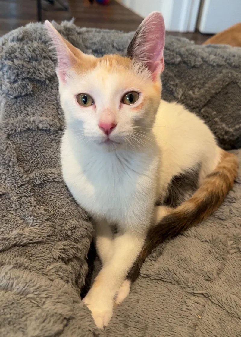 A baby medium-sized female Calico cat named Madison for adoption in Lighthouse Point, FL